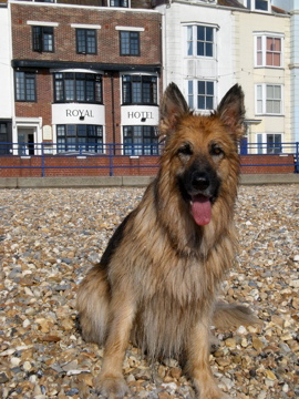 Dog friendly at The Royal